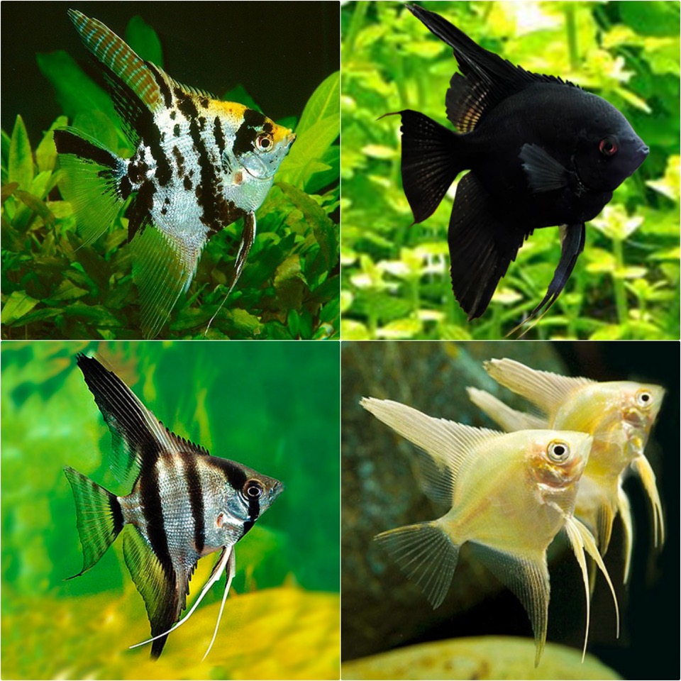 Pt.scalare   Maanvis mix M 5-6 cm.  #